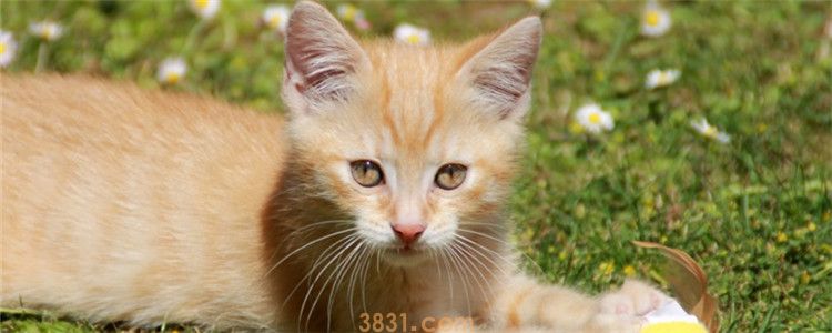 猫咪情绪低落怎么安慰 其实猫咪也会有不开心的时候(图1)