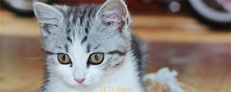猫咪尿频怎么办 预防猫咪尿频要注意什么(图1)