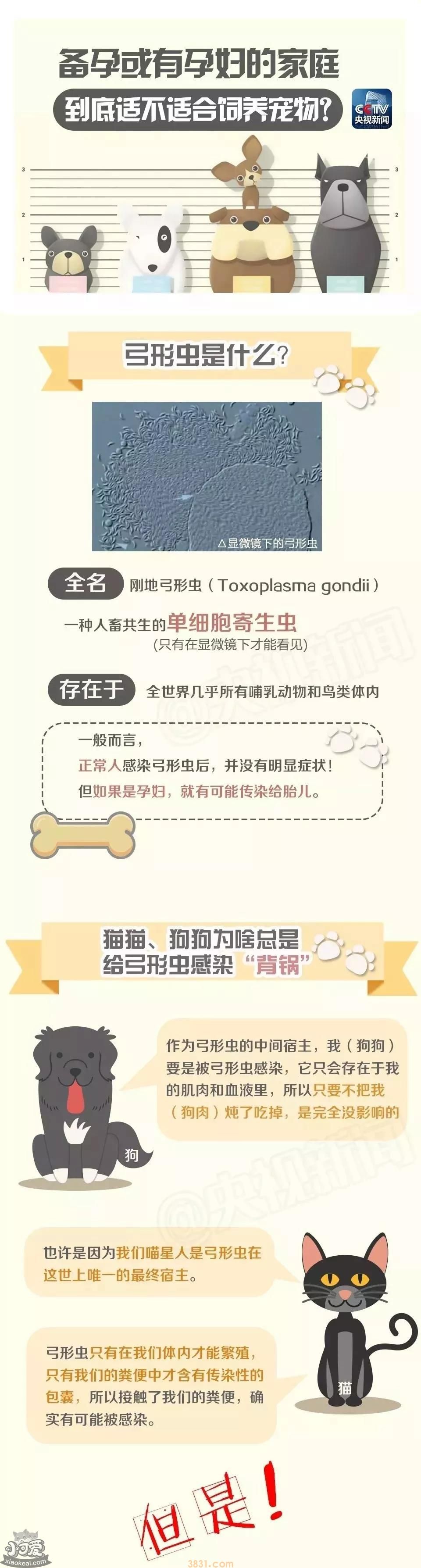 央视辟谣怀孕不能养猫 做好这些baby和猫可以和谐共处!(图1)