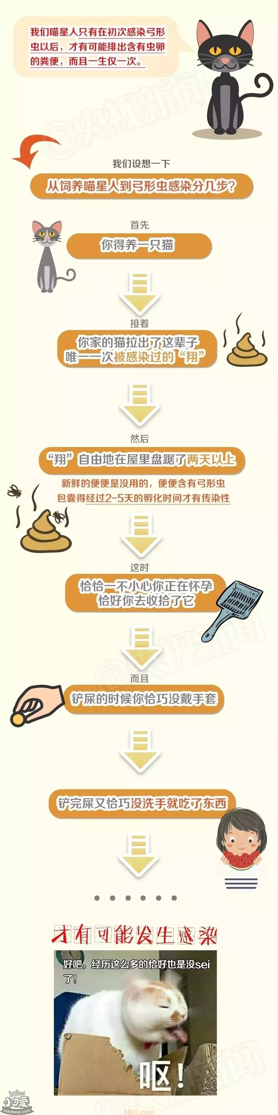 央视辟谣怀孕不能养猫 做好这些baby和猫可以和谐共处!(图2)