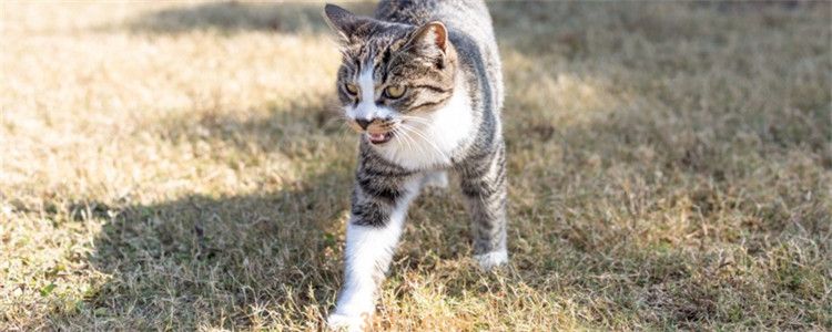野猫为什么欺负家猫 以往野猫和家猫的生长环境不同(图1)