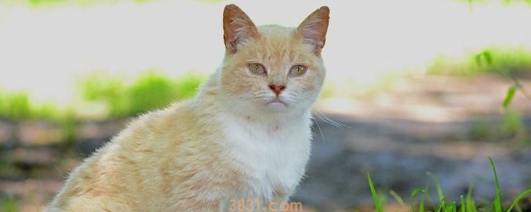 和猫咪一起睡注意事项 如何安全带猫咪睡觉(图1)
