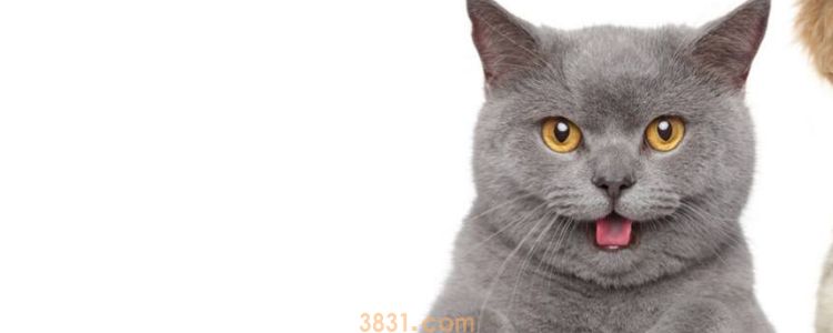 养猫需要办理证件吗 要办什么证呢?(图1)