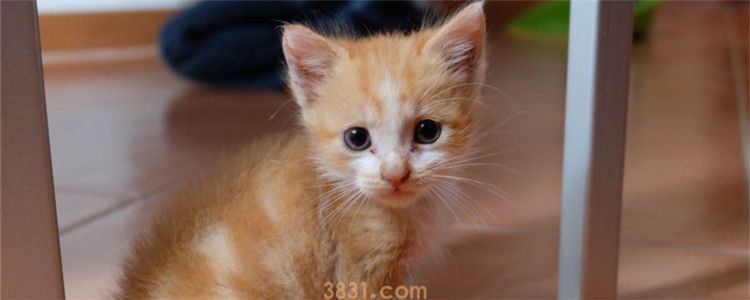 猫咪喝酸奶的好处 猫咪能喝酸奶吗?(图1)