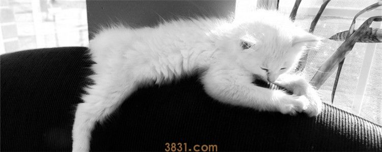 猫吃维生素b2用量 过量的维生素会导致猫咪中毒(图1)