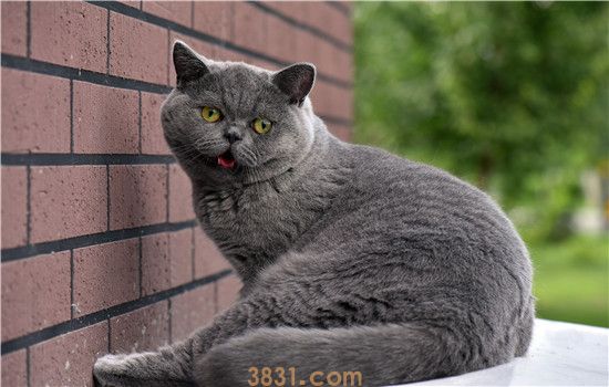 蓝猫要不要关笼子 猫猫可是崇尚自由的动物哦!(图1)