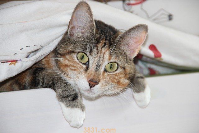小猫晚上不睡觉特别闹 “夜猫子”拯救计划!(图1)