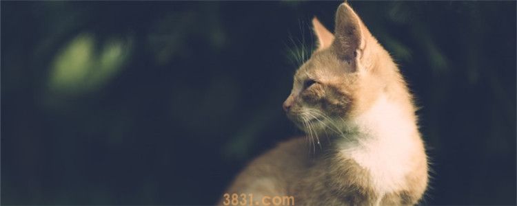 绿箩对猫咪来说有毒么 绿萝所有部分都是有毒的(图1)