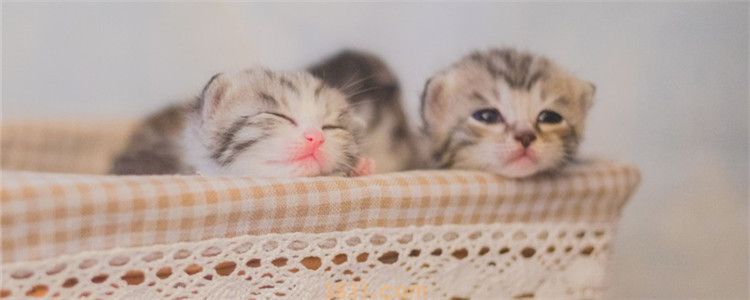 猫妈妈回奶的最佳方法 怎样能让猫妈妈的奶水变多(图1)
