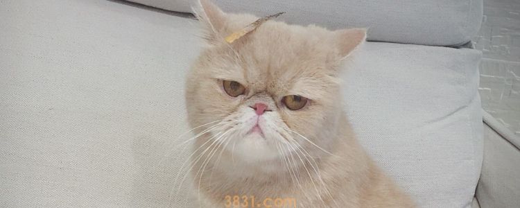 如何判断加菲猫鼻支 和感冒症状如何区分?(图1)