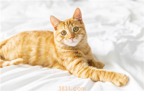 超简单自制猫咪沐浴露 省钱又放心!(图1)