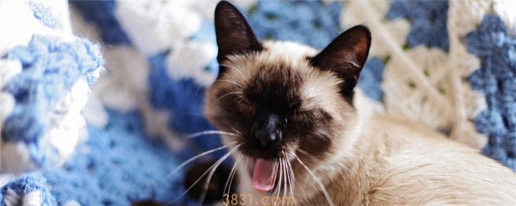 猫在床上睡觉有危害吗 最好还是不要让猫在床上睡觉(图1)
