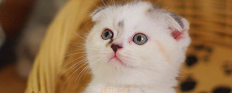 幼猫的狂犬的概率 竟还低于1%?(图1)