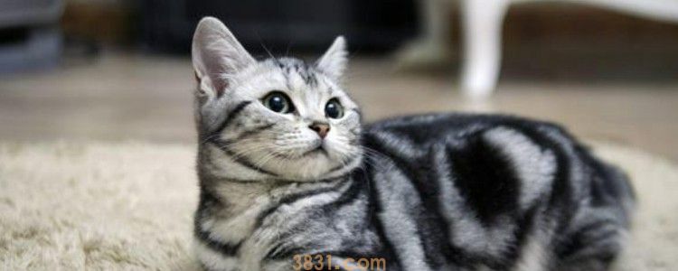 怎样制止话唠猫 话痨猫有时候真的很“粘人”(图1)