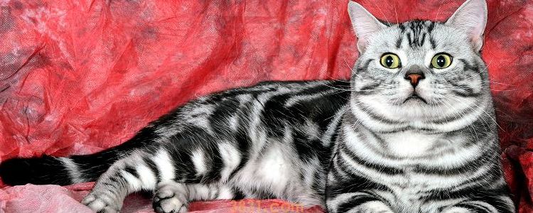 小猫钻被窝不会缺氧吗 你应该担心会不会被压死!(图1)
