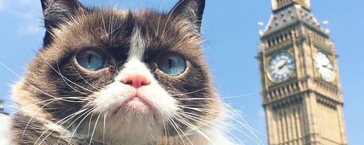 如何找到离家出走的猫 剪刀找猫了解一下!(图1)