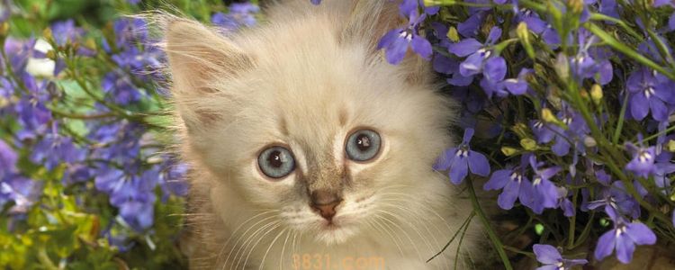 如何在院子里养猫 做好这几点(图1)