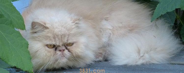 头孢给猫的剂量是多少 药物别乱喂!(图1)