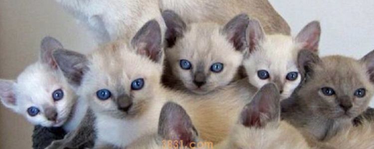 大猫给小猫舔毛是代表接受它了吗(图1)
