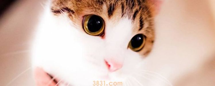 宠物猫能吃葡萄吗 吃葡萄会死?(图1)