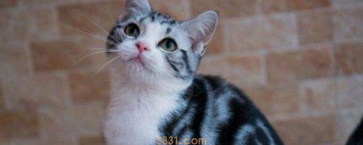 猫咪怎么防止受到鞭炮惊吓 多给猫咪听听音频联系一下!(图1)