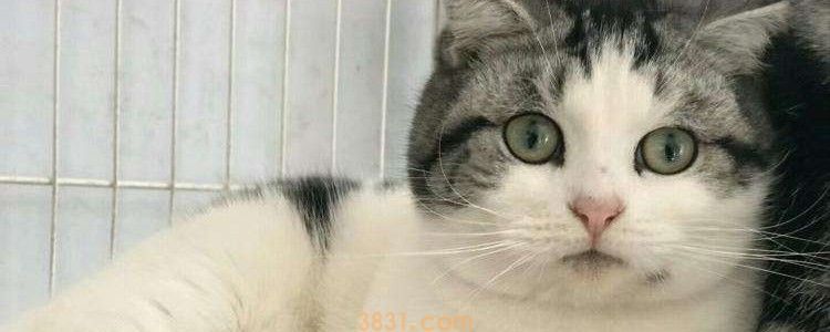 流浪猫身上会不会携带病毒 肯定是会携带病毒!(图1)