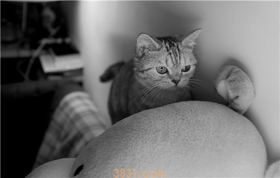 猫早产小猫能活吗 人工喂养也不比母乳差哦!(图1)