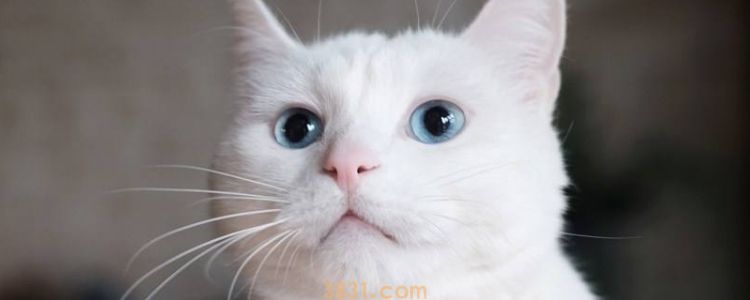 猫咪流口水怎么办 多涎症如何治疗?(图1)