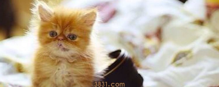 小猫的毛为什么是炸的 不是生气可能是调皮喔!(图1)