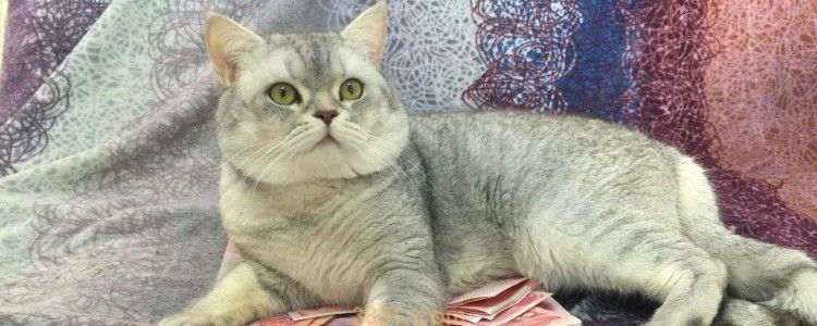猫咪药浴洗多久 药浴的频率需要控制一下!(图1)