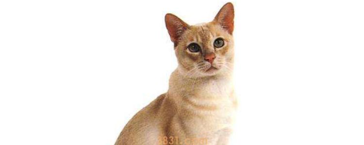 小猫打喷嚏流鼻涕发黄 是鼻支吗?(图1)