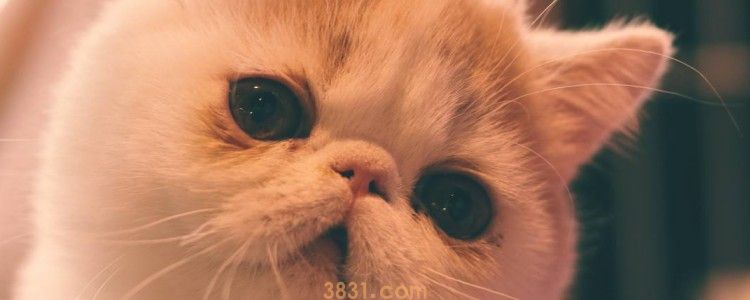 猫咪眼睛两边脱毛 那就是皮肤病的表现了!(图1)