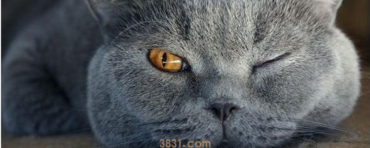 猫咪外驱要注意什么好 驱虫药物需要注意正确使用!(图1)