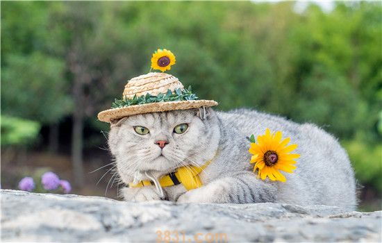 猫能吃橘子橙子吗 不要给猫咪人类的食物哦!(图1)