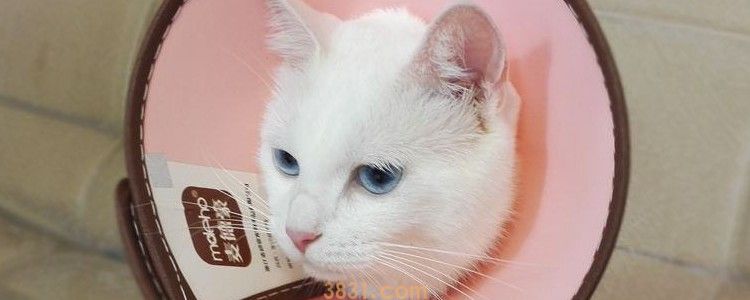 猫咪哪种情况要外驱虫 皮肤病就是需要及时驱虫了(图1)