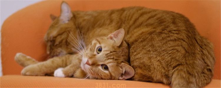猫怀孕46天不见肚子大 猫咪到底怀没怀孕?(图1)