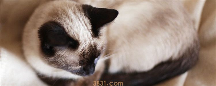 猫屎一粒粒的正常吗 猫咪的粪便能说明什么问题(图1)