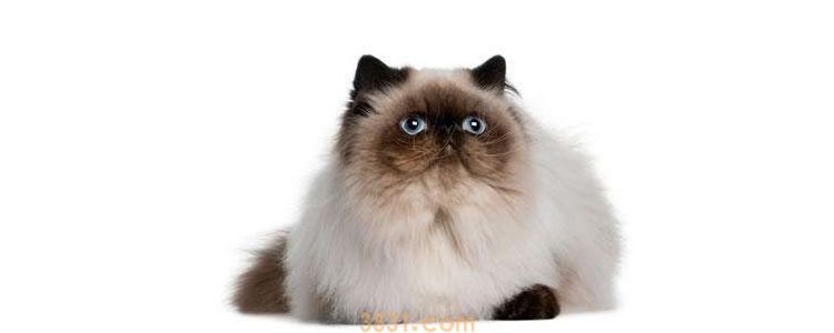 传腹猫死前症状 猫传腹死前症状(图1)