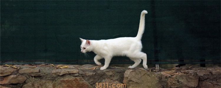 抓了猫的尾巴会怎么样 不要轻易去抓猫的尾巴(图1)