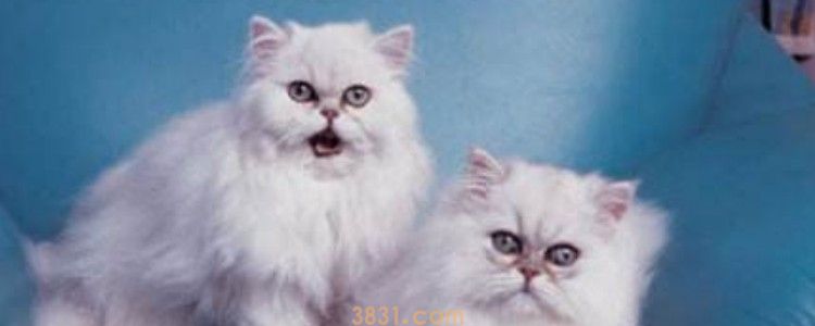 被没有打过针的猫咬了 需要疫苗注射啊!(图1)