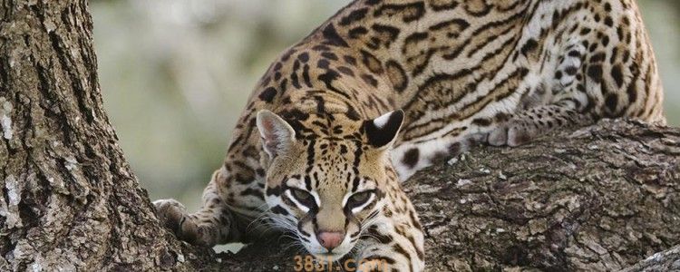 被没有打过疫苗的猫咬了怎么办 赶紧注射疫苗!(图1)