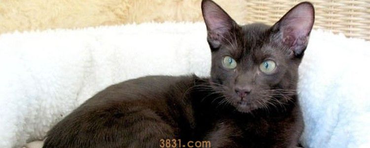 怎样让猫咪学会拜拜 多加训练吧!(图1)