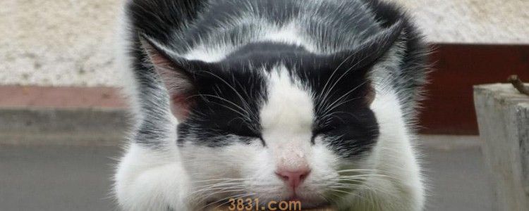 猫咪有必要补充维生素吗 非常有必要!(图1)