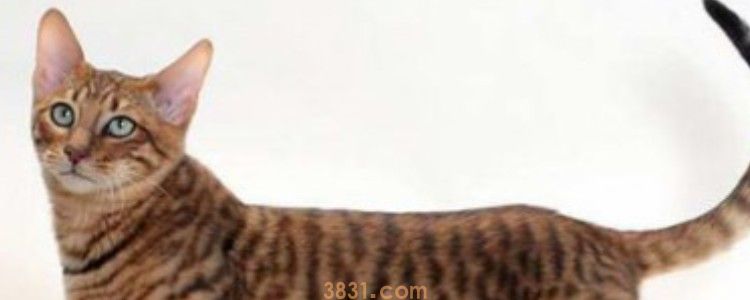 猫咪几岁做绝育手术 身体成熟了就可以了!(图1)