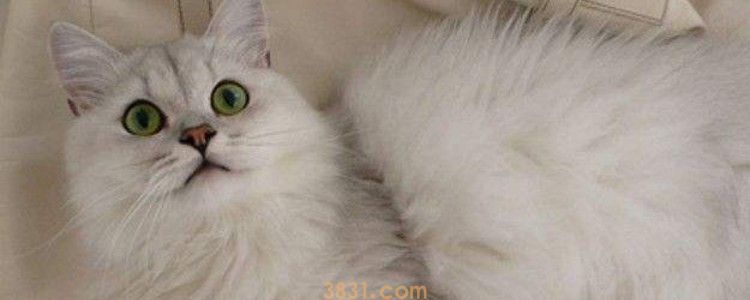 猫咪嘴上长肉芽怎么办 改善问题的基本是饮食!(图1)