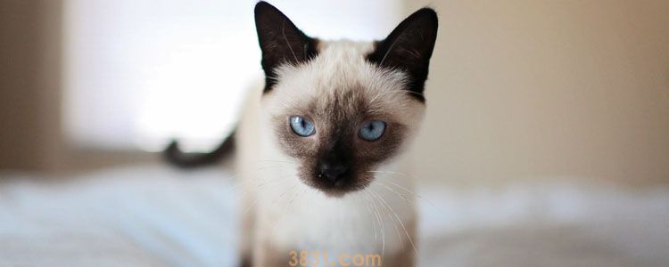 猫有异食癖怎么办 不管不顾可能危及生命!(图1)