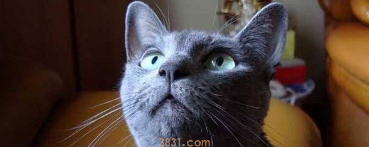 猫咪闭尿休克 闭尿休克的原因你知道了吗(图1)