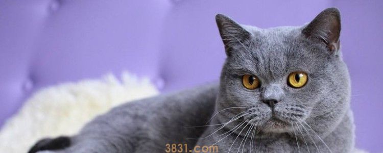 猫咪多大做绝育比较合适 性成熟之前就要做手术了!(图1)