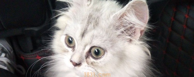 猫咪对惊吓要多少天才能忘记 陪伴猫咪吧!(图1)