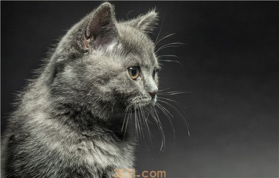 猫眼睛周围一圈红红的 小心结膜炎哦!(图1)